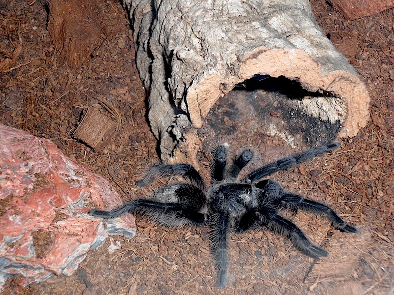 Grammostola grossa