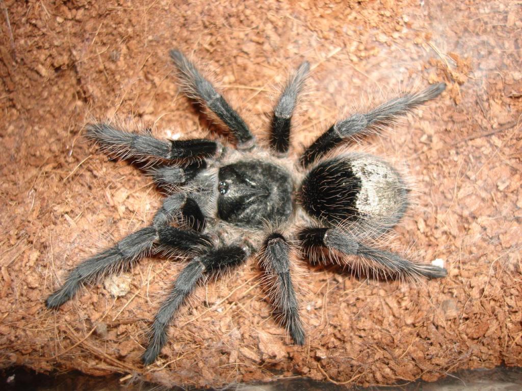 grammostola grossa