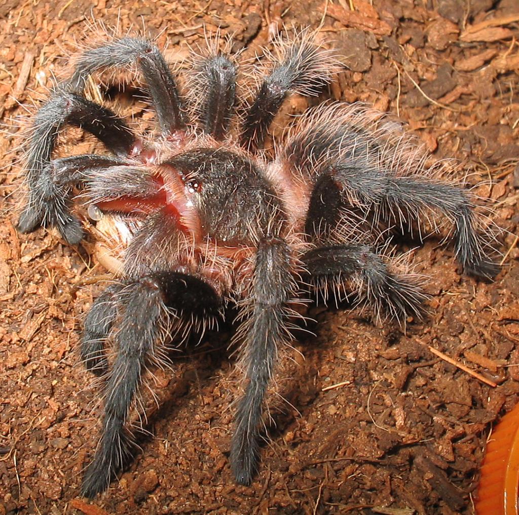 Grammostola grossa