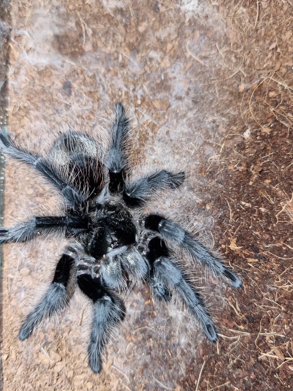 Grammostola grossa