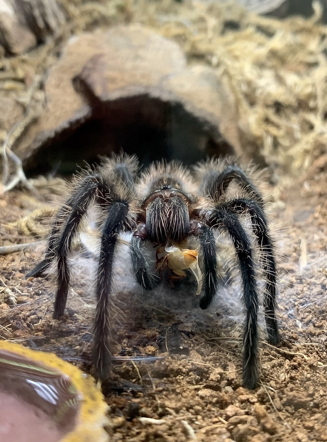 Grammostola grossa