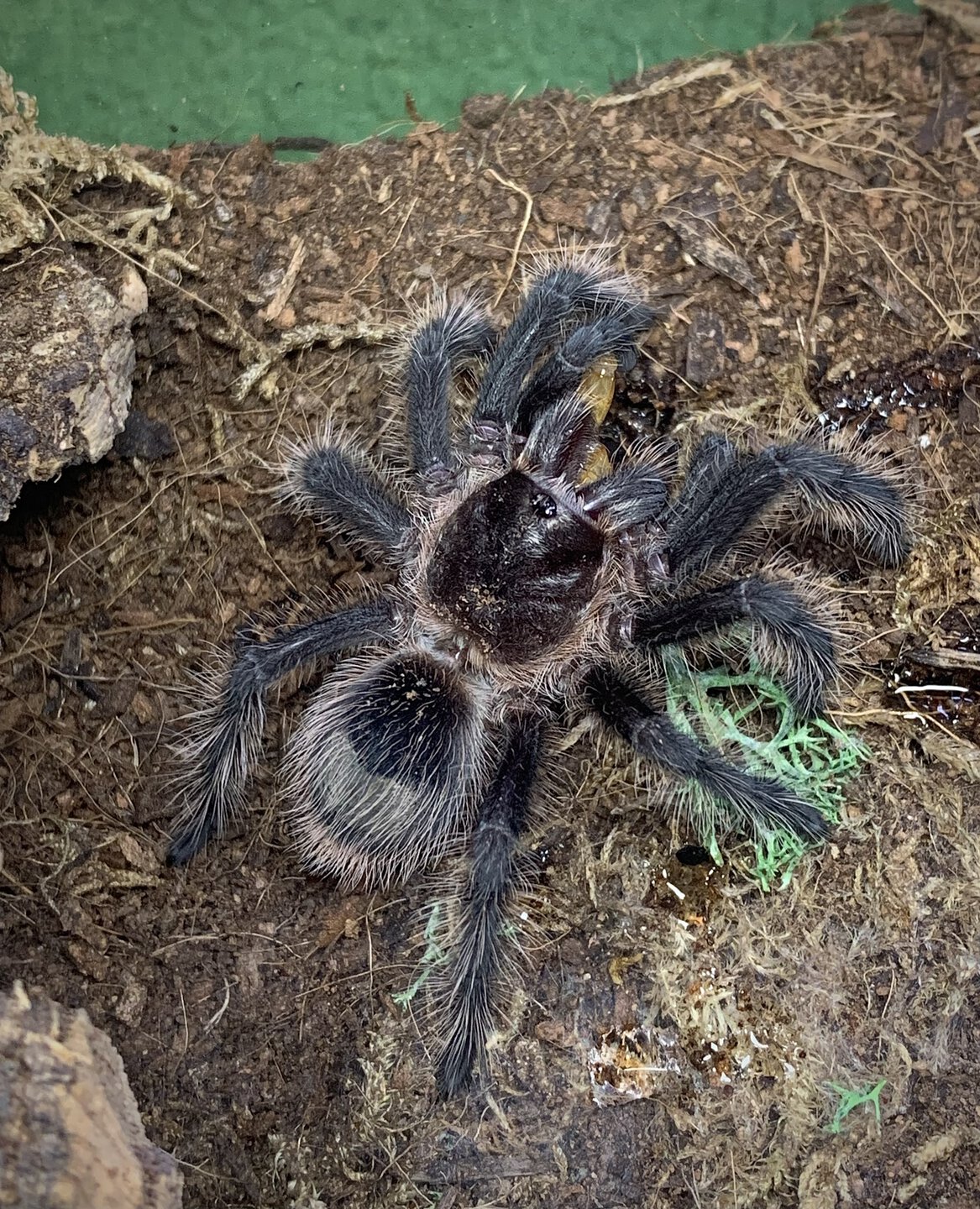 Grammostola grossa