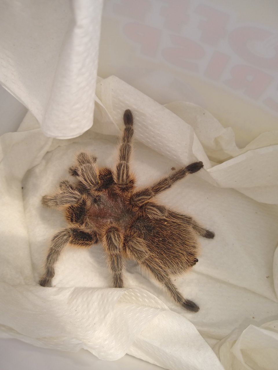 Grammostola ID [2/2]