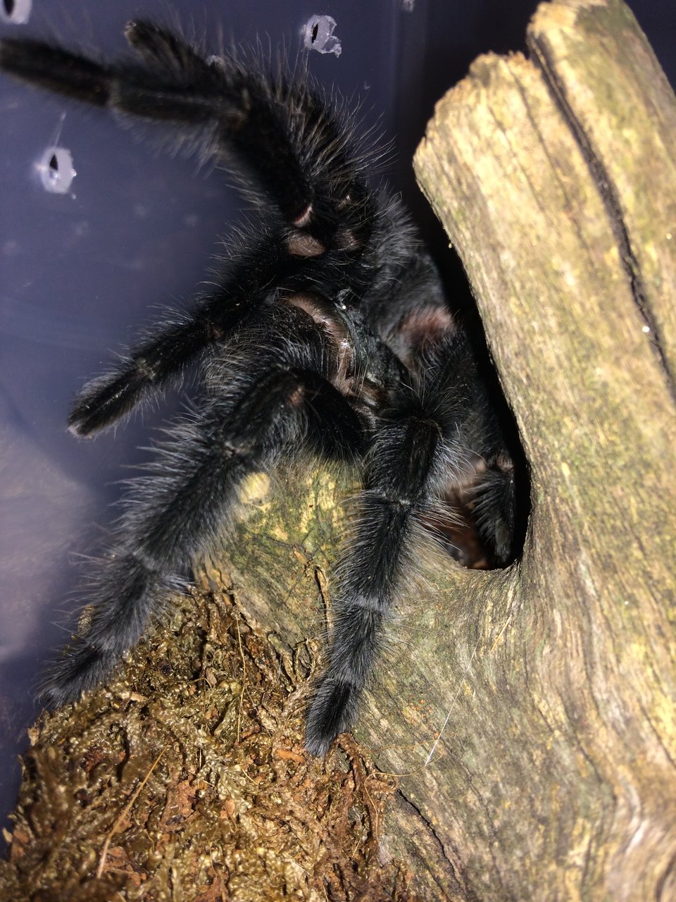 Grammostola ihenringi