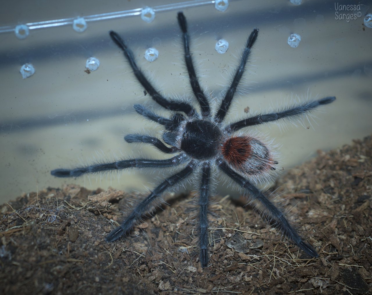 Grammostola iheringi Juvenile Female