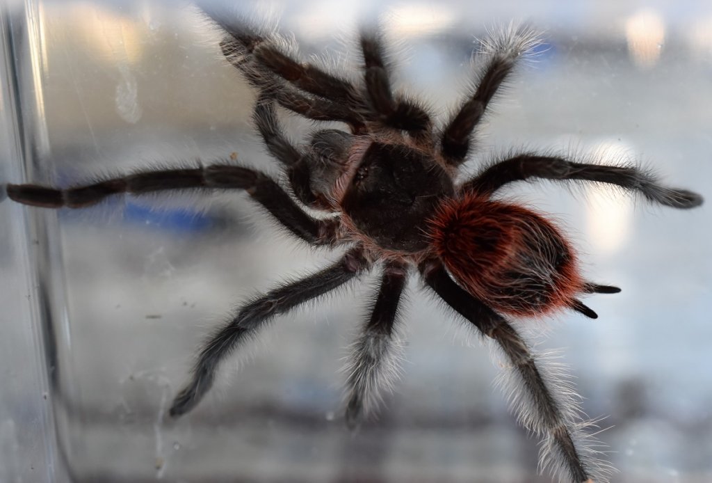 Grammostola iheringi or G. actaeon?