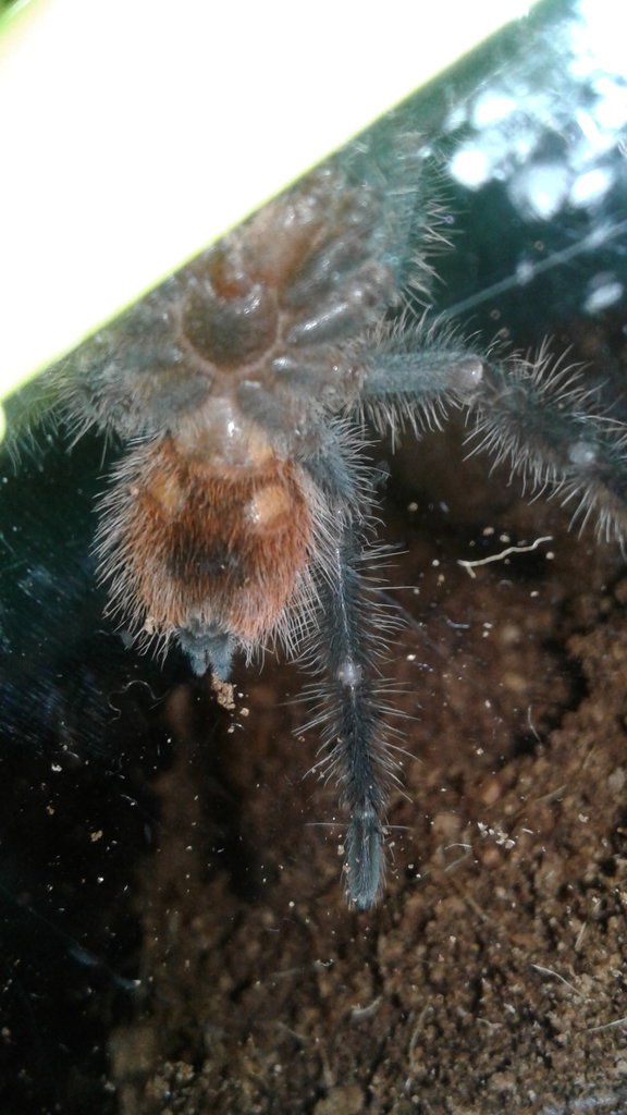 Grammostola iheringi