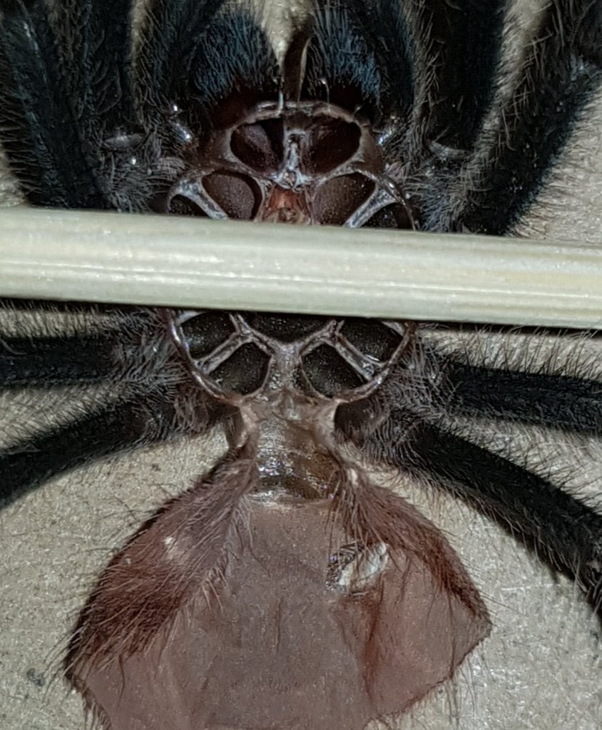 Grammostola Iheringi