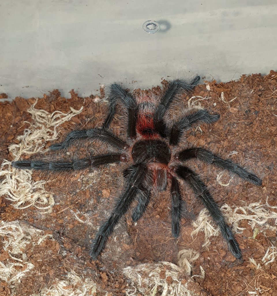 Grammostola Iheringi