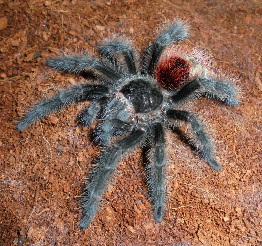 Grammostola iheringi