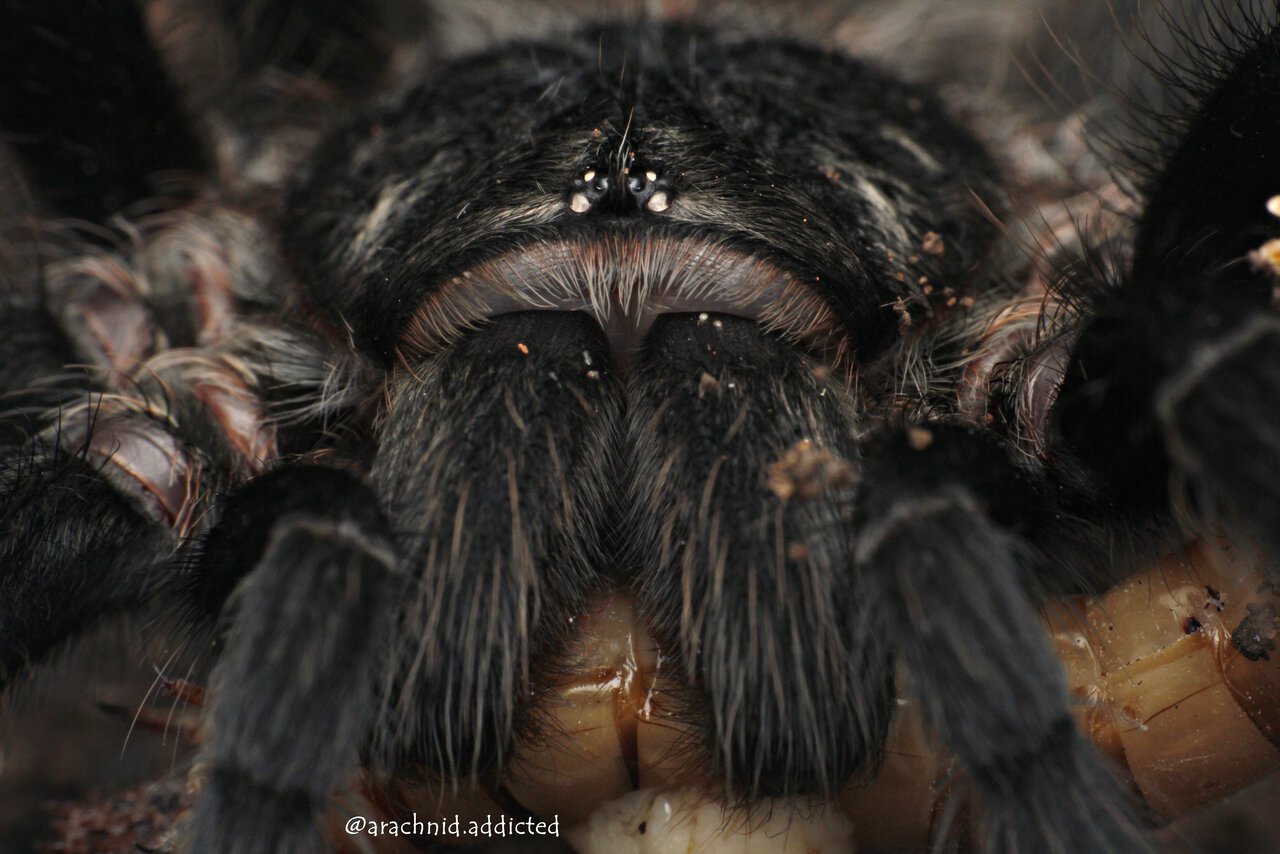 Grammostola iheringi.