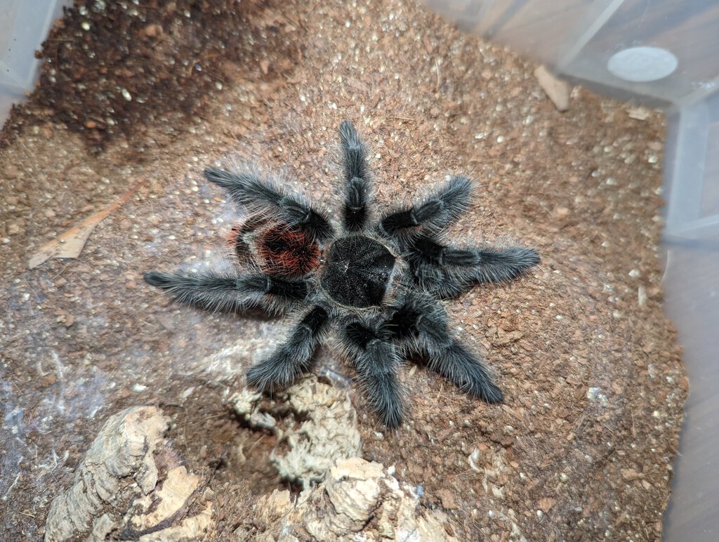 Grammostola iheringi