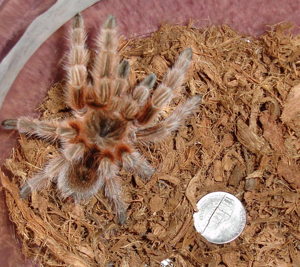 Grammostola "maule"