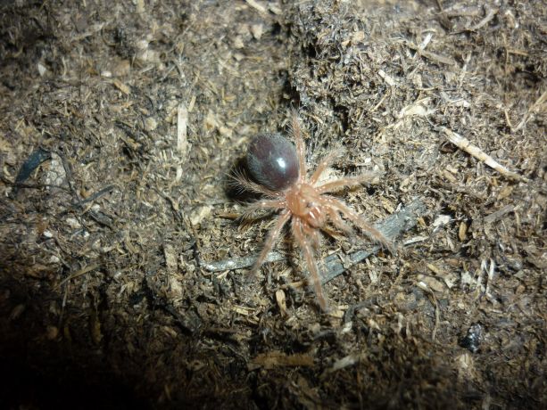 Grammostola Mendozae Spiderling