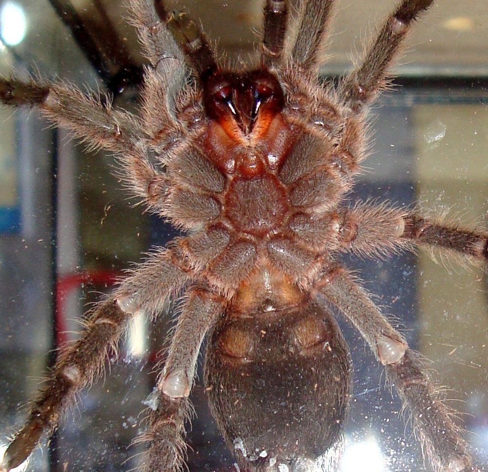 Grammostola Molicoma-please help sex