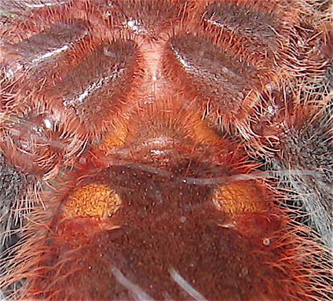 Grammostola mollicoma