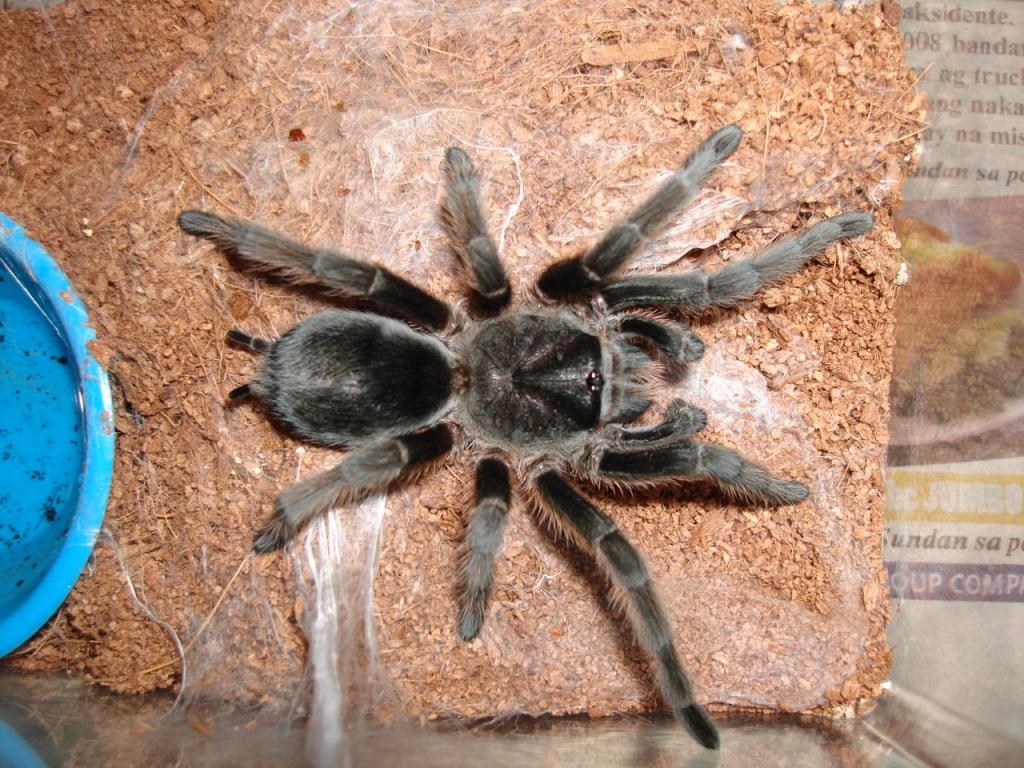 grammostola mollicoma