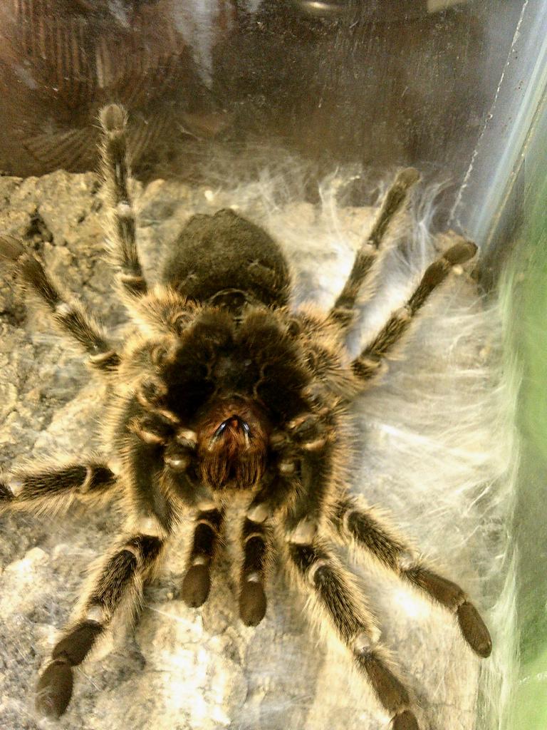 Grammostola Molt