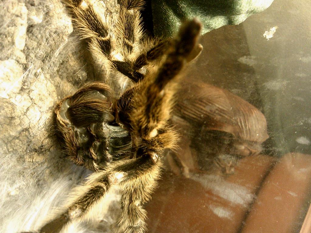 Grammostola Molt