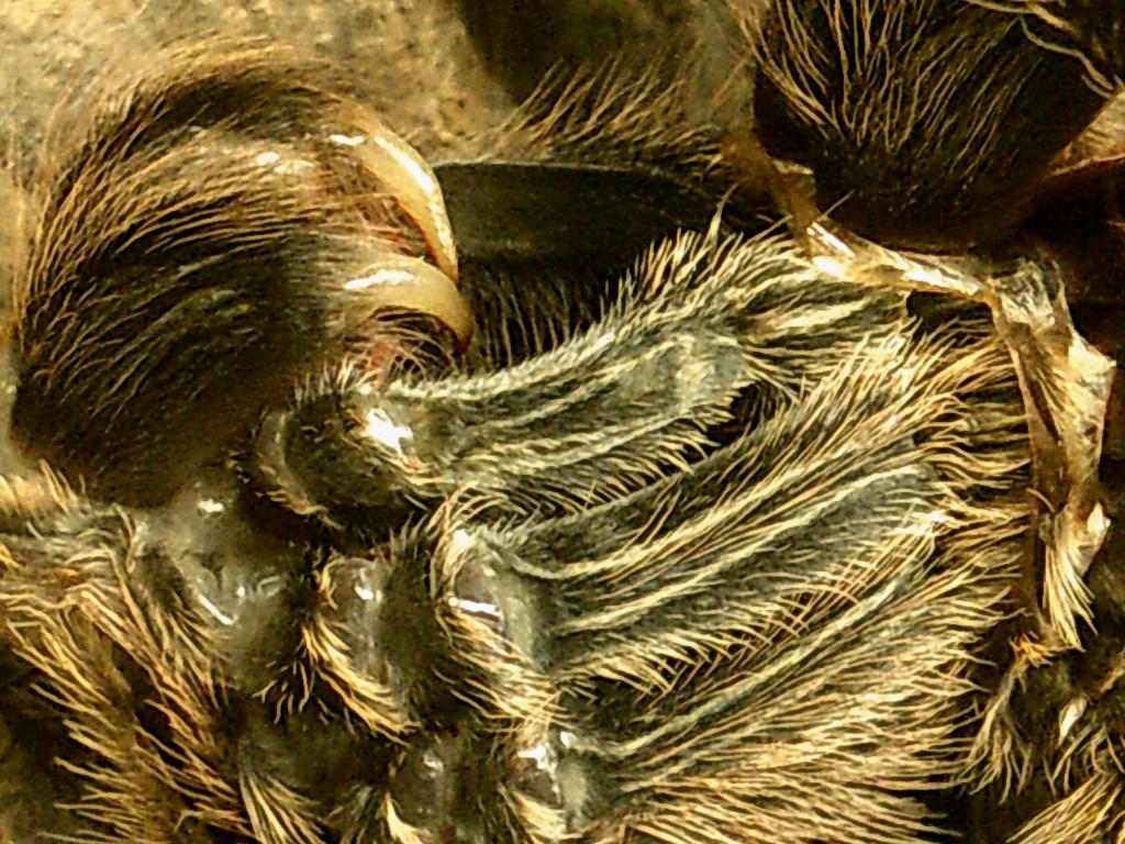 Grammostola Molt