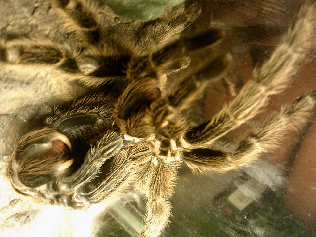 Grammostola Molt