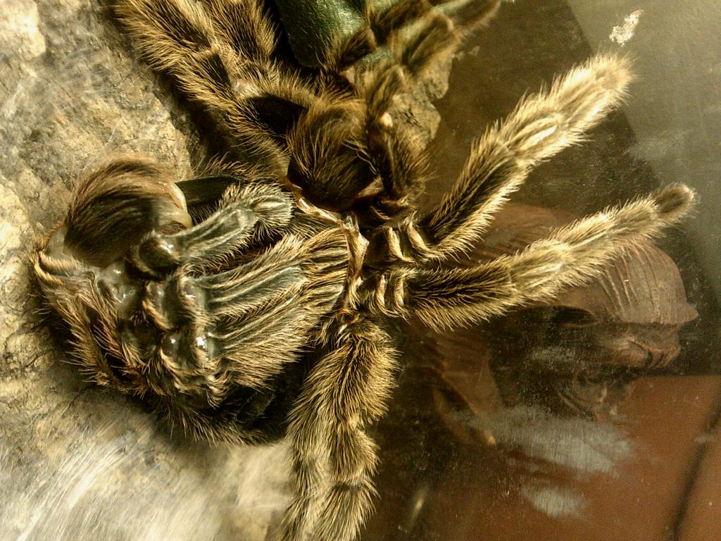 Grammostola Molt