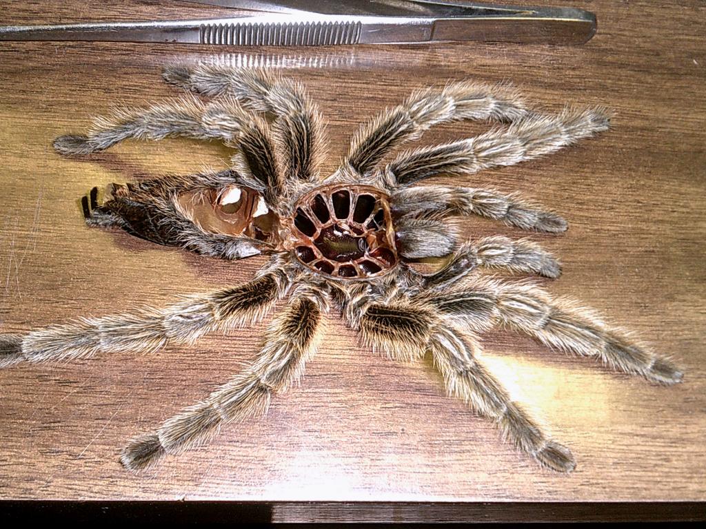 Grammostola Molt