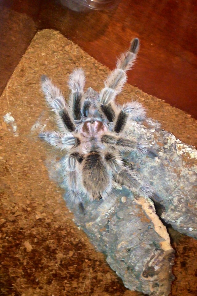 Grammostola 'north'