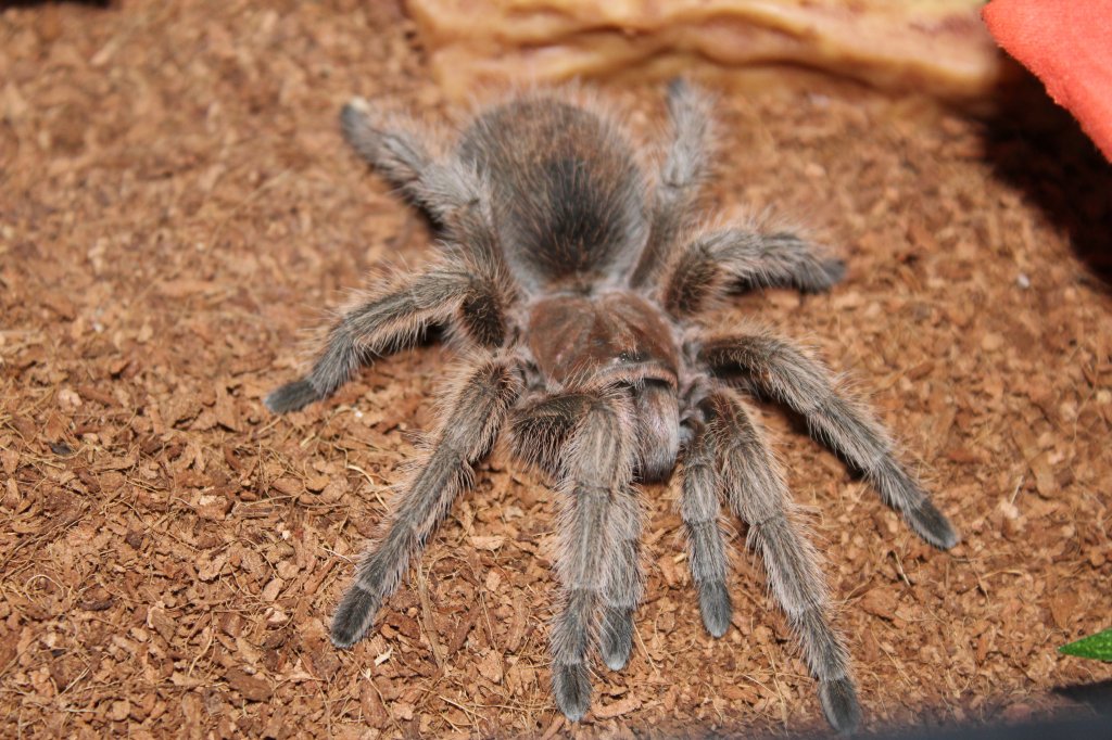 Grammostola Northern Sp.