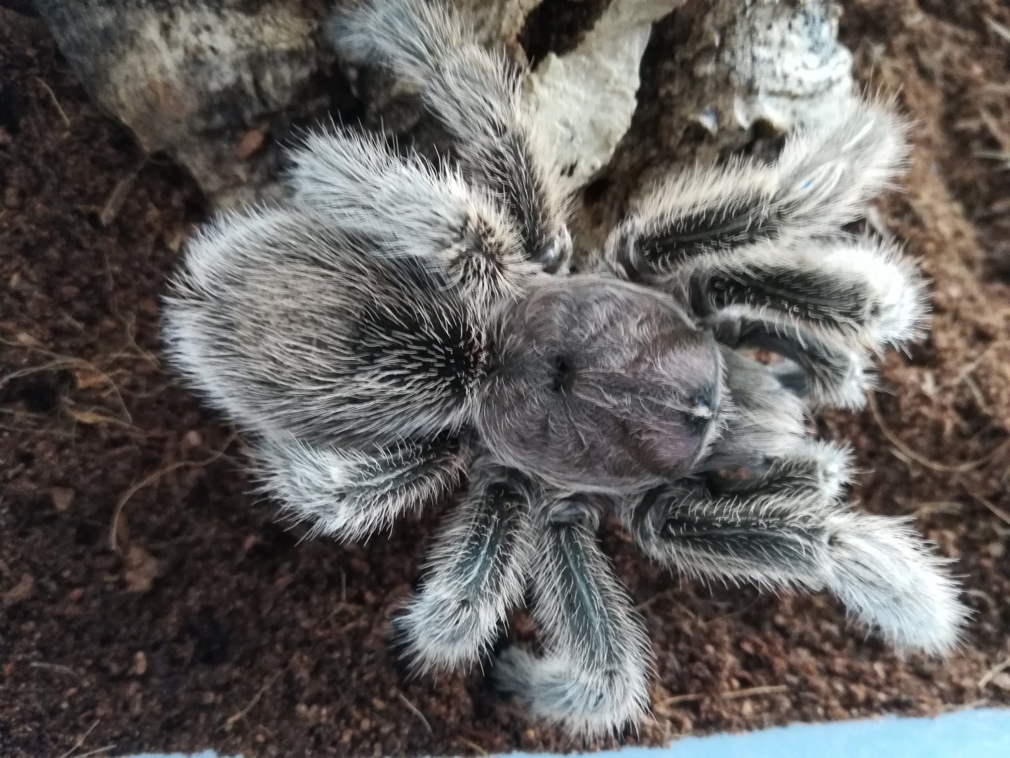 Grammostola porteri 0,1