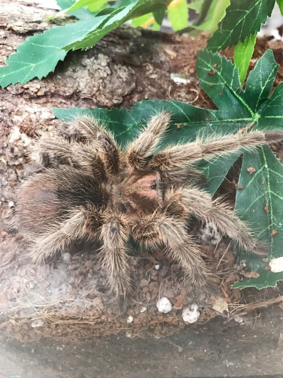 Grammostola porteri 3-4" F