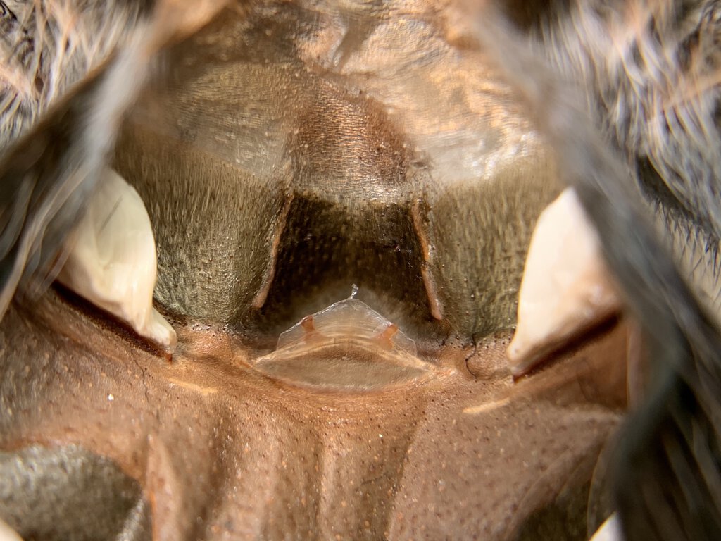 Grammostola porteri 3.75” female spermatheca