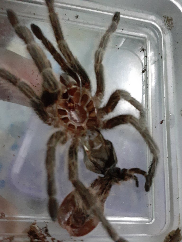 Grammostola porteri [molt sexing]