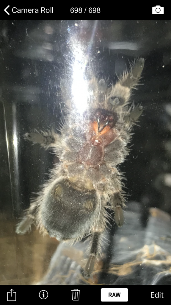 Grammostola porteri [ventral sexing]