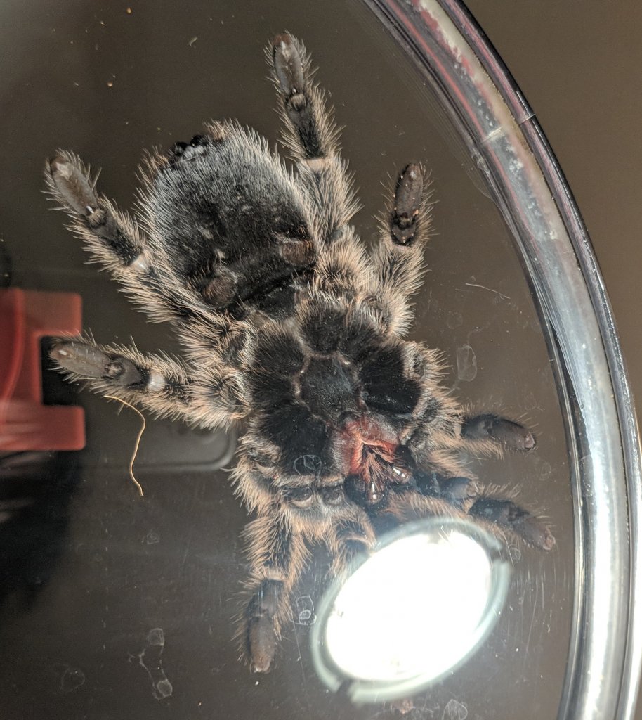 Grammostola porteri [ventral sexing]