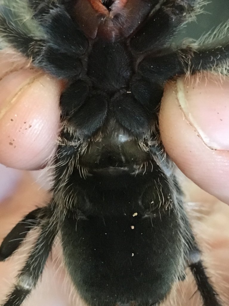 Grammostola porteri [ventral sexing]