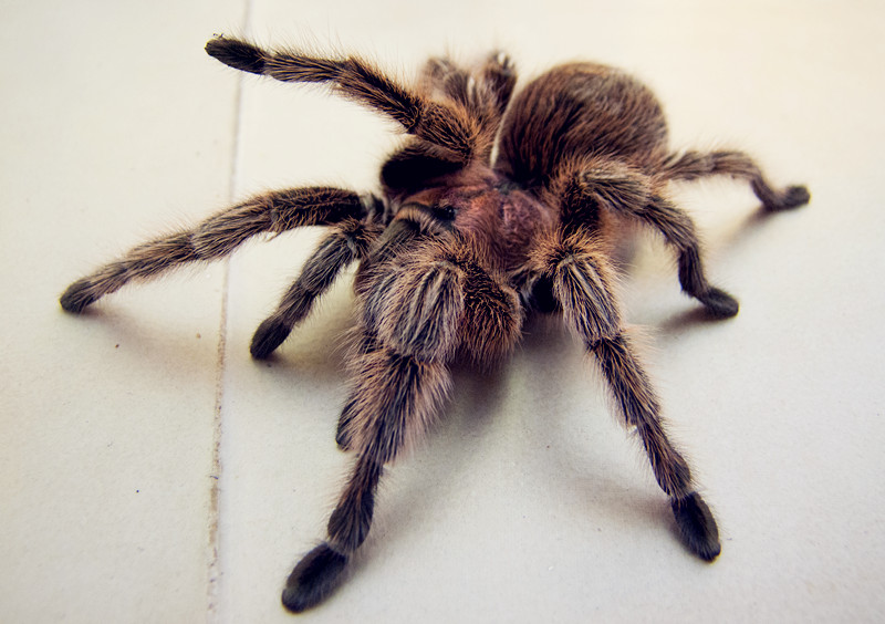 Grammostola porteri