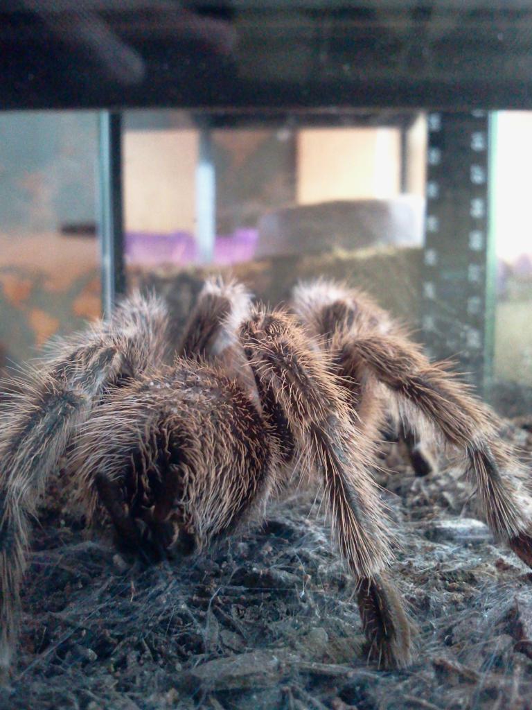 Grammostola porteri