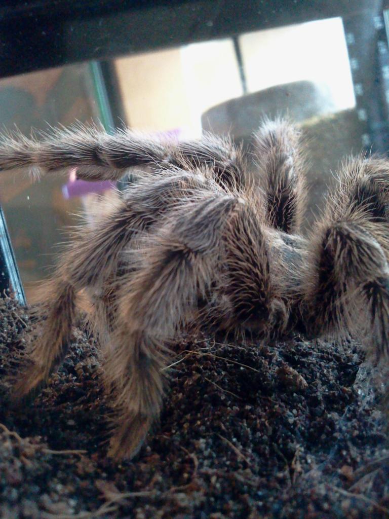 Grammostola porteri