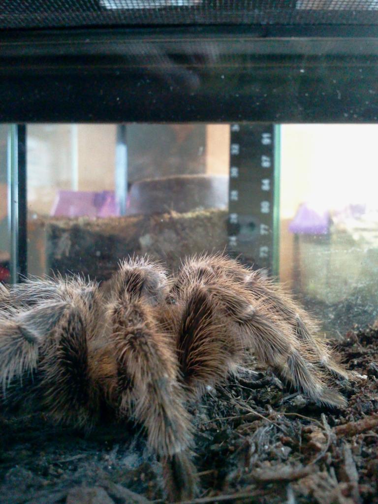 Grammostola porteri