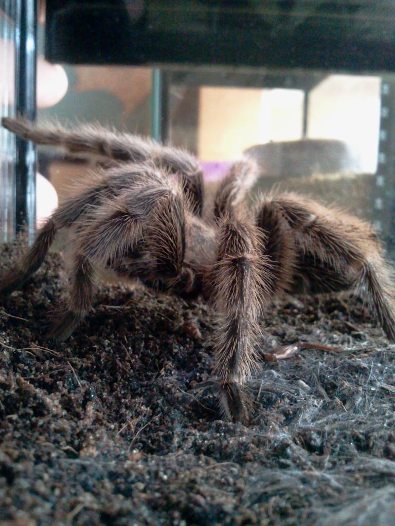 Grammostola porteri