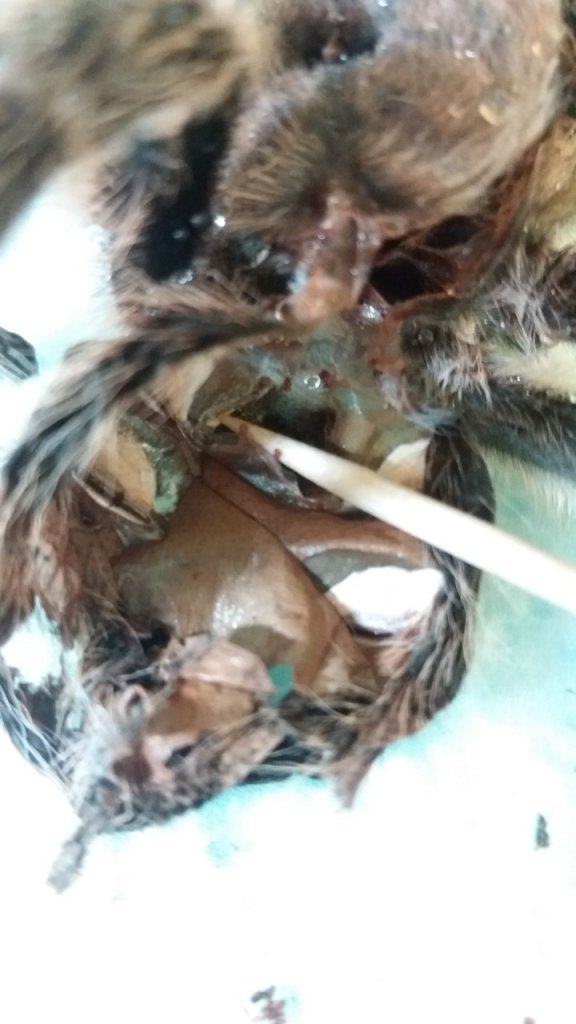 Grammostola porteri