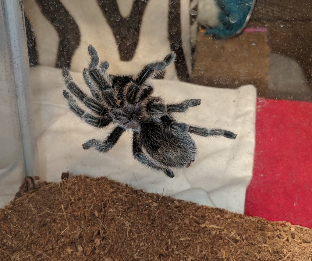 Grammostola porteri