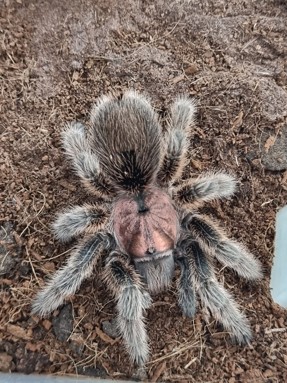 Grammostola porteri