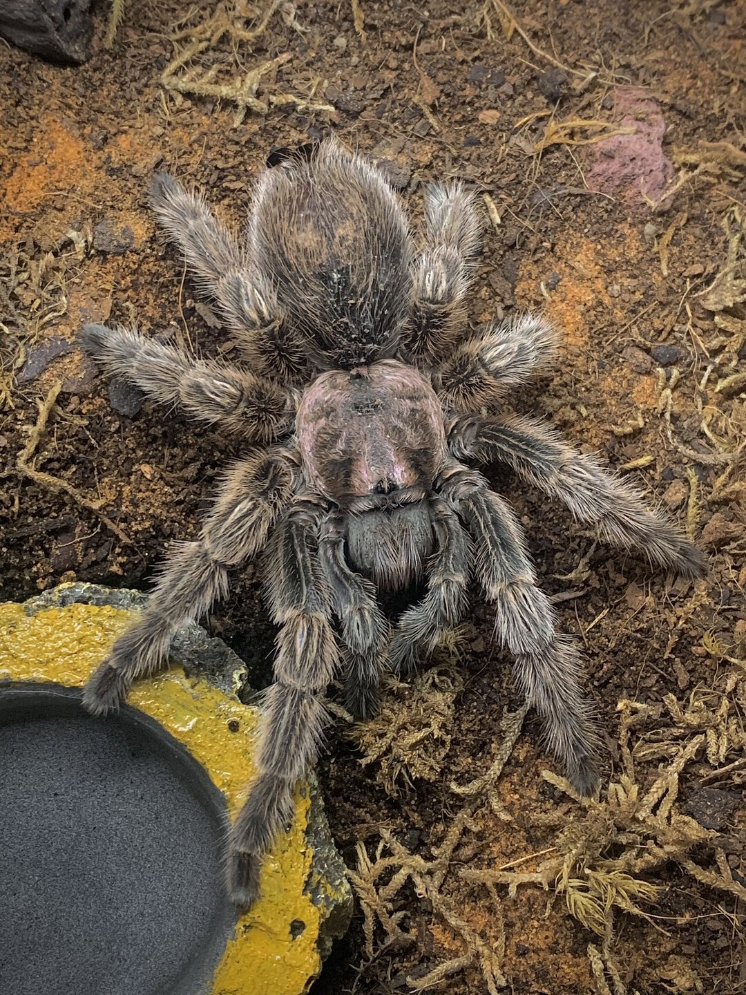 Grammostola porteri