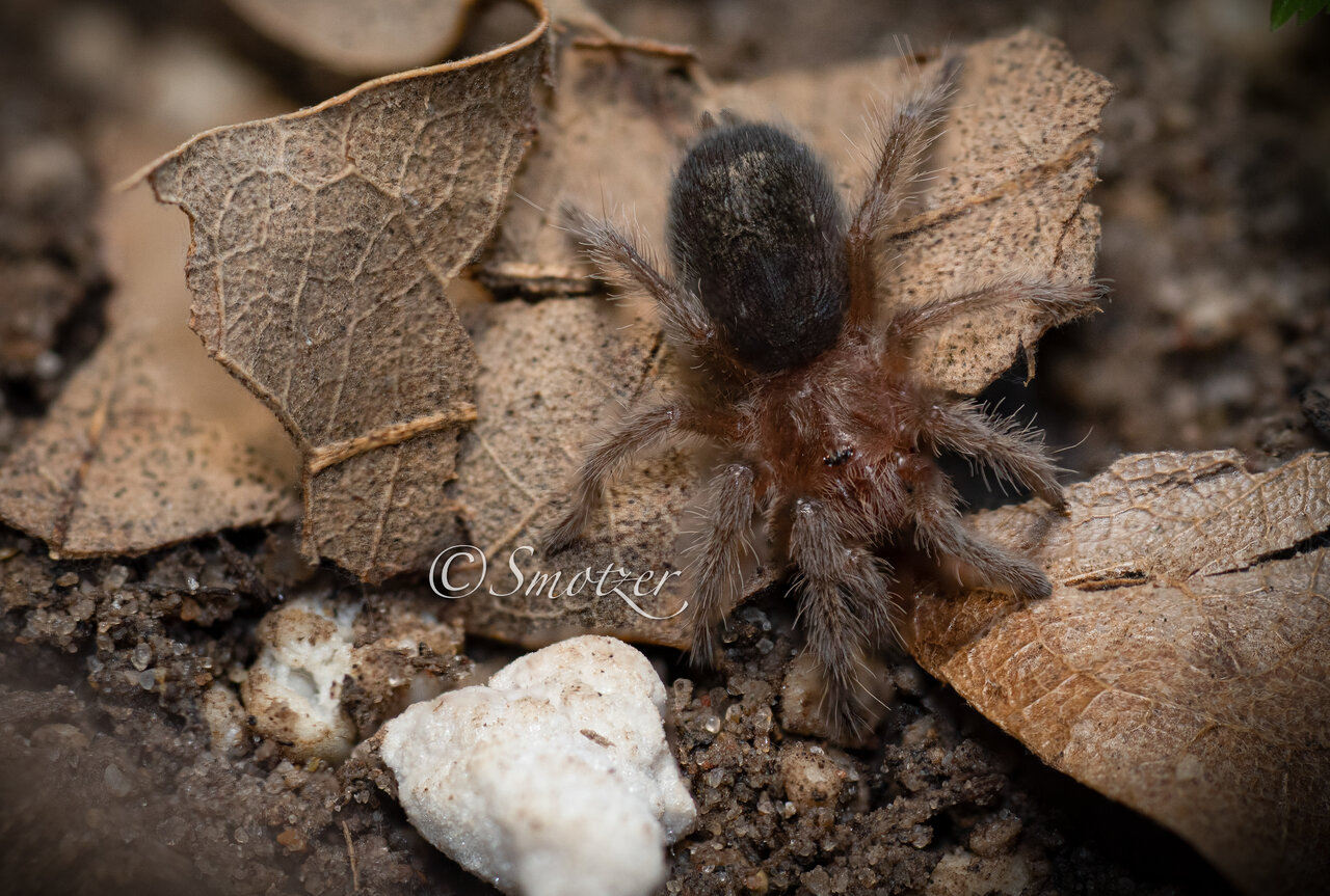 Grammostola pulchra ‘Chocolate Chip’ (.5-.75in)