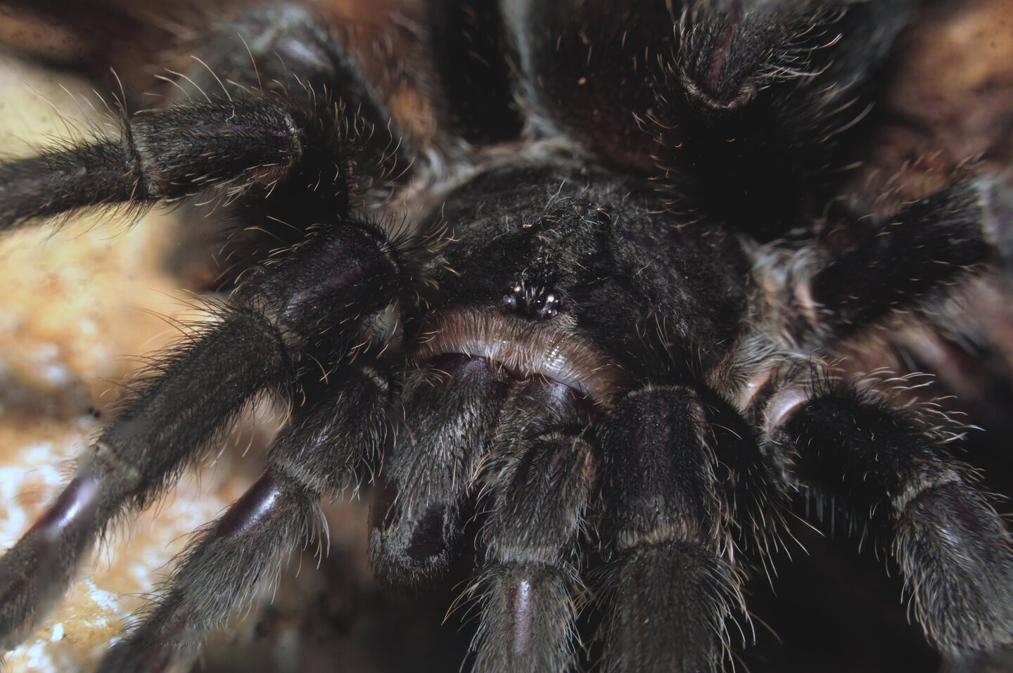 Grammostola pulchra, 0.1 juvenile