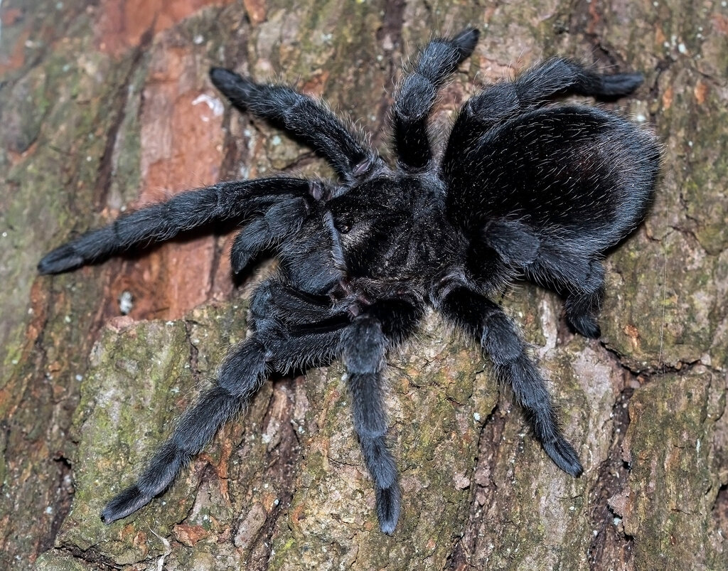 Grammostola pulchra (1.0 juvie)