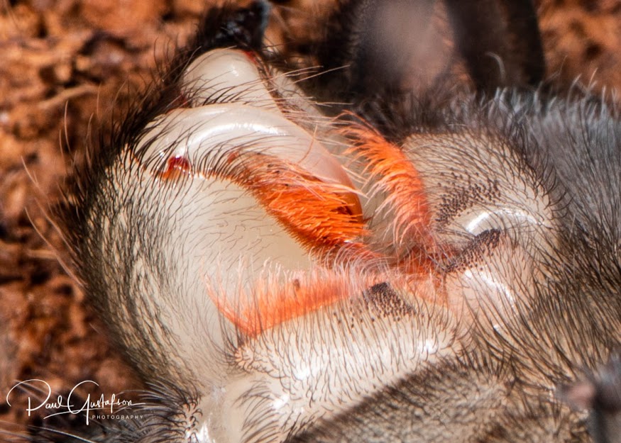 Grammostola pulchra 1 1/2" sling molted