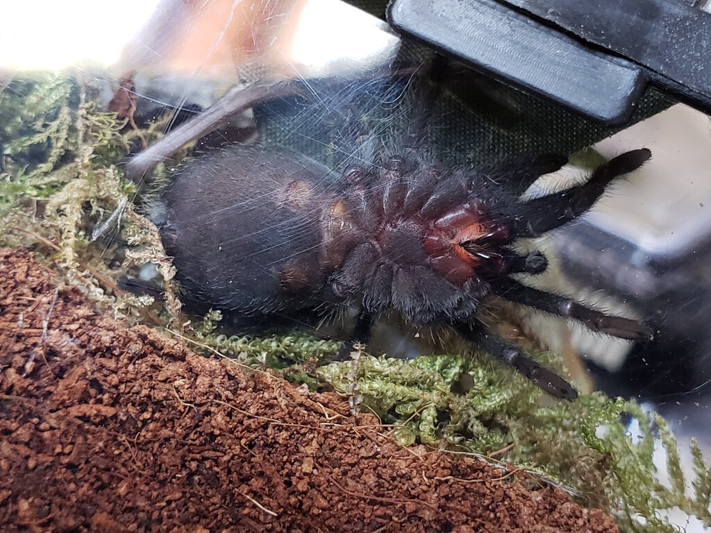 Grammostola Pulchra 1.5inch [Ventral Sexing]